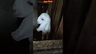 Download lagu How many months does it take for a goat to start having sex again after giving birth? mp3