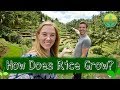 How Does Rice Grow Maddie Moate