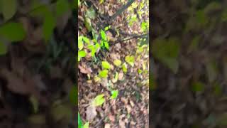 CRAZY CRACK HEAD SLEEPING IN WOODS!!| TRIED TO CHASE US!!!