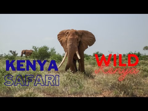 जीवन भर की सफारी, Kenya Safari |  Wild Kenya | Safaris of a Lifetime | Trending Places in the World