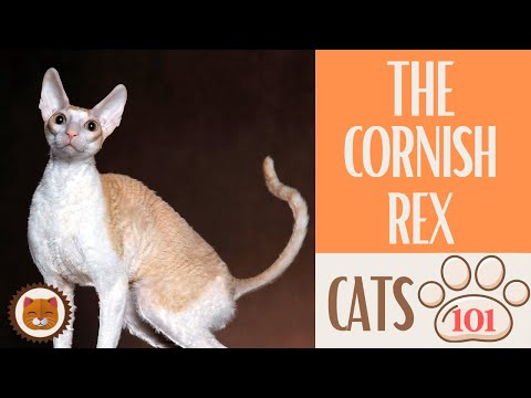 🐱 Cats 101 🐱 CORNISH REX CAT - Top Cat Facts about the CORNISH REX