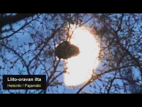 Liito-oravan ilta | Helsinki