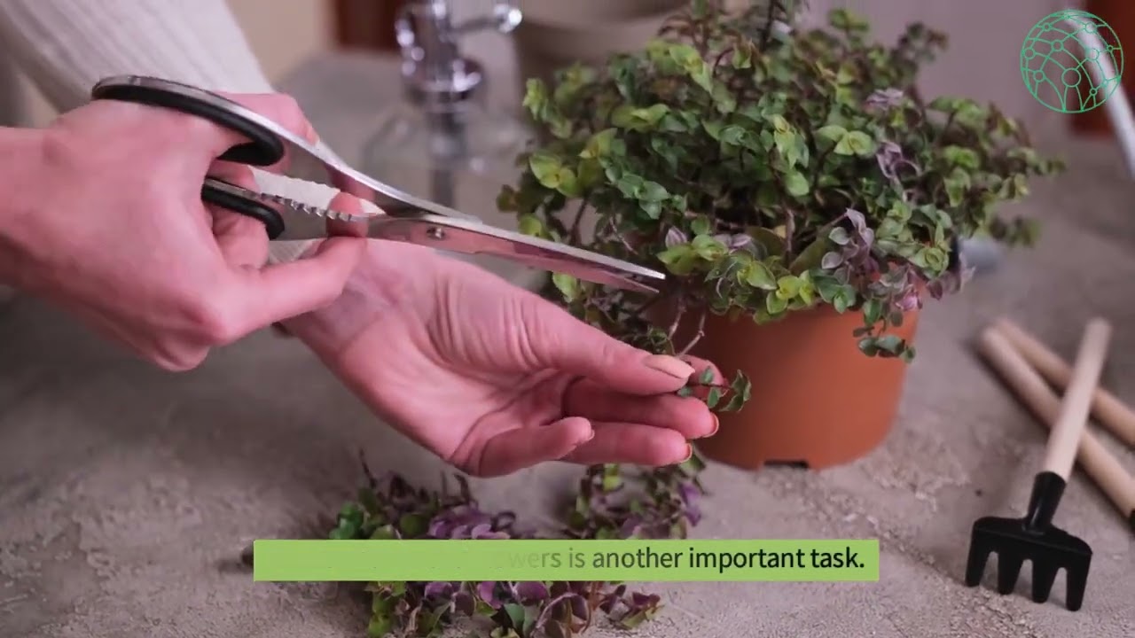 Caring for your Balcony Garden Basic Care Tips
