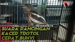 Download lagu Melatih Kacer Trotol Cepat Bunyi & Ngeplong/ mp3