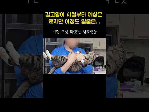 고양이 표정에서 느껴지는 성격