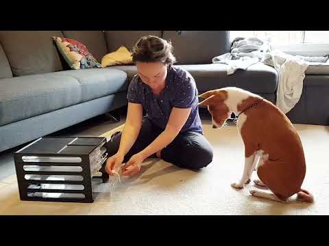 Oringo the basenji tricks - opening cabinets by pulling on a string