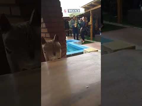 Radu Braina cu Elisa Lucan - ardelene