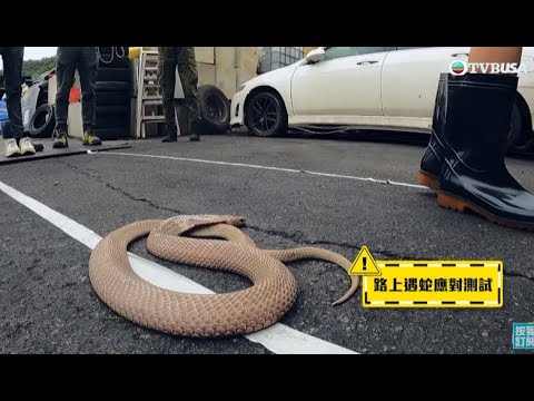 路上遇到蛇代表什麼