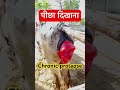 Prolapse In Cow L Dr Umar Khan