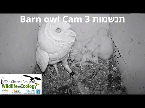 Barn Owls Cam 3 Night 19| תנשמת 21.6.21 לילה 19