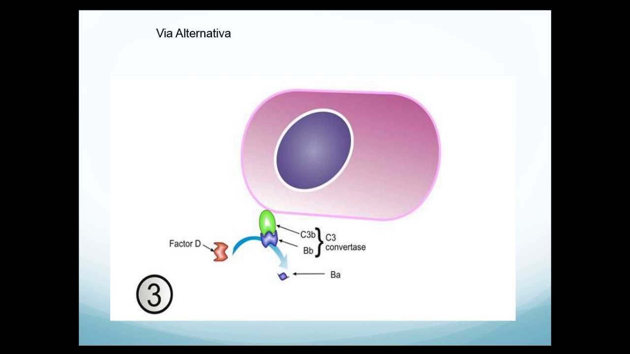 Mecanismos Efetores da Imunidade Humoral