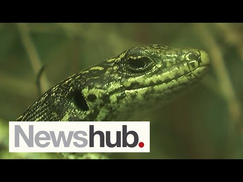 Auckland Zoo announces grants to help save NZ's rarest and most overlooked species | Newshub