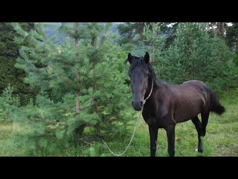 25 ივლისი, 2022