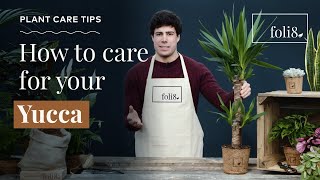 Yucca Plant Care Tips 🌿 How To Care For Yucca elephantipes