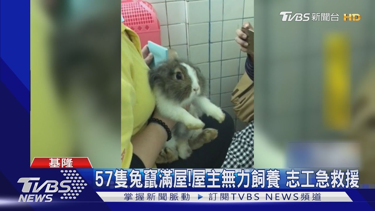 57隻兔竄滿屋!屋主無力飼養 志工急救援