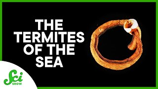 Wood-eating Clams: The Real Kraken?
