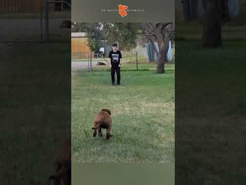 Working on the recall for K9SA big DAZ with the Mini-Trainer Not sure who's happier with the result