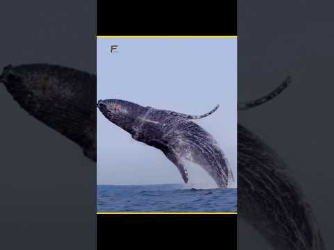 Greatest Gift by Whale 🐋🤯