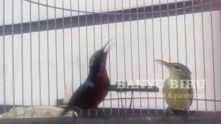 Download lagu KONIN Jantan GACOR EMOSI Memikat KONIN BETINA, COCOK untuk PANCINGAN KOLIBRI NINJA SIAPAN mp3