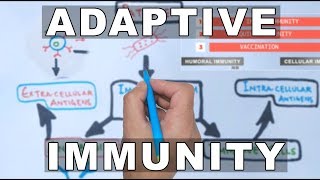 Overview of Adaptive Immunity