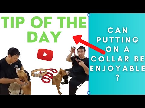 TIP OF THE DAY – HOW TO MAKE PUTTING ON A COLLAR AN ENJOYABLE EXPERIENCE - POUGHKEEPSIE DOG TRAINER