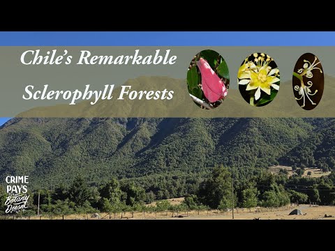 Chile's Remarkable Sclerophyll Forests