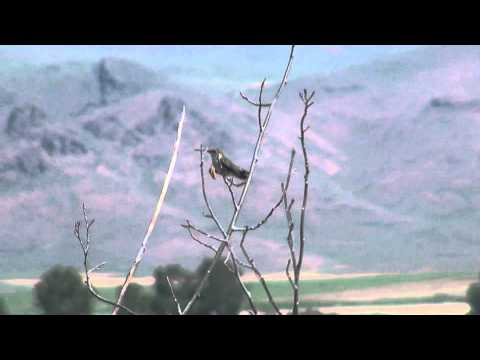 Broad-tailed Hummingbird