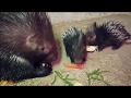 Baby Porcupines Eating