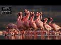 The Graceful Dance Of The Lesser Flamingo