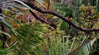Jungle Birds and Crickets: Sounds of the Amazon – 9 Hour Soundscape for Ambience, Sleep