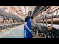 Internship In Denmark At Dairy Farm Good Salary And Housing