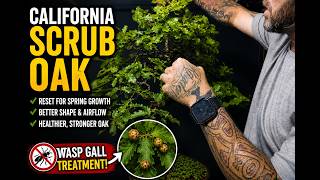 California Scrub Oak Pruning 🌿 Reset for Spring Growth + Wasp Gall Treatment