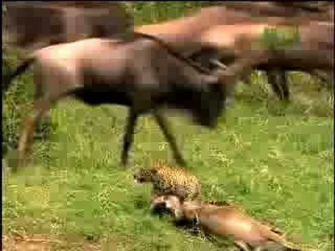 Fooled by Nature - Elusive Leopard