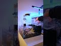 Flipper Cleaner ATO For The Reef Casa Frag Tank