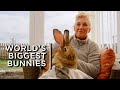 Meet the world's biggest bunnies