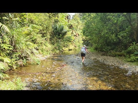 Te Araroa New Zealand 2019/2020 - Day 6: Omata & Puketi Forest / km 187