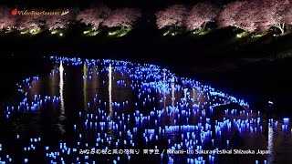 みなみの桜と菜の花まつり 南伊豆　Sakura Festival in Minami-Izu 【4K UHD】　癒し 日本の美しい風景 The Cherry Blossoms in Izu Japan