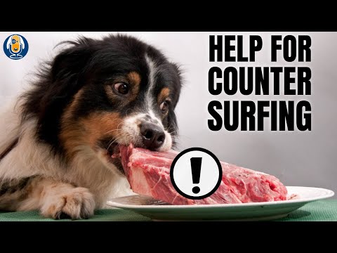 How Do I Stop My Dog Counter Surfing?! #33