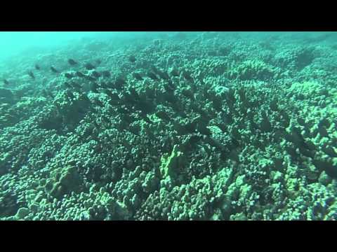 Fukushima and The Pacific ☢ Survey Reef Dive 04-20-16 - Kahekili Beach Park, Maui