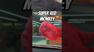 Download lagu Super Red Monkey (SRM) di Kontes Ikan Louhan Bandung #srm #superredmonkey #redmonkey mp3