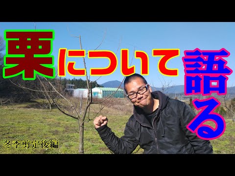 園芸 塊茎エンドウ、塊茎エンドウ、すりつぶした栗