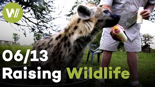 Lion, Zebra & Wolf | Raising Wildlife (6/13)