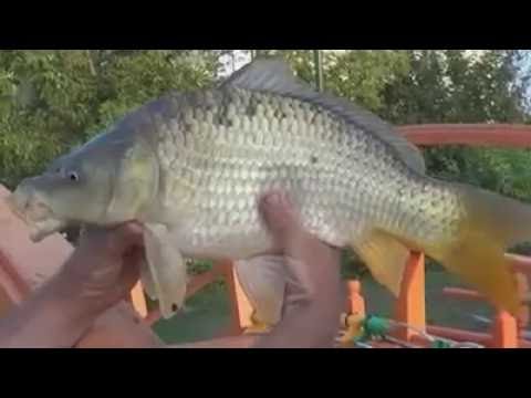 Agrement lângă Piteşti şi Mioveni - Catering Show Piteşti