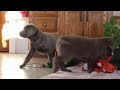 Labrador Retriever dogs for sale: Holly - Video 1