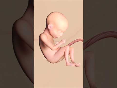 14 weeks pregnancy  93g weight 14.7cm length crown to heel#short #shortvideo