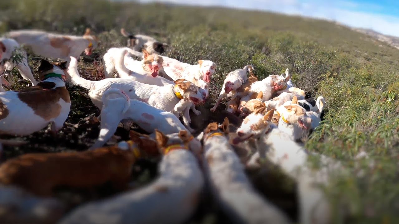 Monterías en Castilla la Mancha 🦌💥💥🦌 Ciudad Real