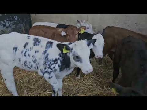 7 QUALITY REARED CON HEIFERS - Image 2