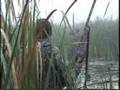 Duck Hunting The Elite Outdoors