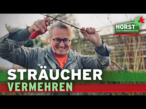 Sträucher vermehren, Steckhölzer schneiden, aber richtig | Horst sein Schrebergarten