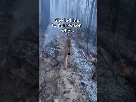 Does this make me a grandpa? #wholesome #animals